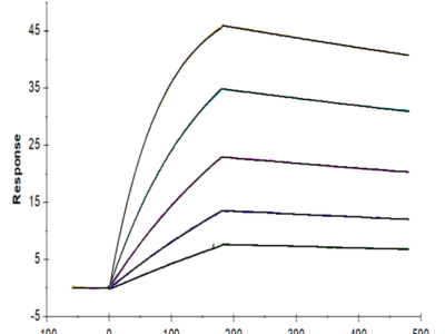 Cynomolgus AXL Protein (AXL-CM102)