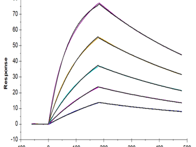 Mouse AXL Protein (AXL-MM101)