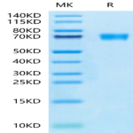 Mouse AXL Protein (AXL-MM101)
