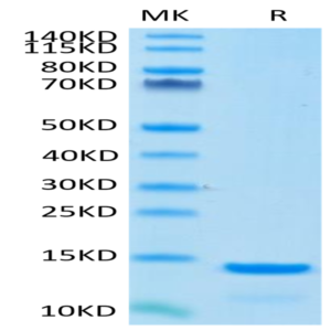 Cynomolgus/Rhesus macaque B2M/beta 2-Microglobulin Protein (B2M-CM101)