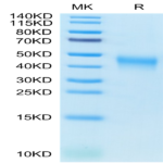 Cynomolgus B7-1/CD80 Protein (B71-CM180)
