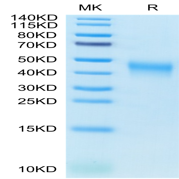Cynomolgus B7-1/CD80 Protein (B71-CM180)