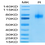 Human B7-1/CD80 Protein (B71-HM280)