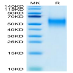 Biotinylated Human B7-1/CD80 Protein (B71-HM480B)