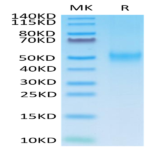 Mouse B7-1/CD80 Protein (B71-MM180)