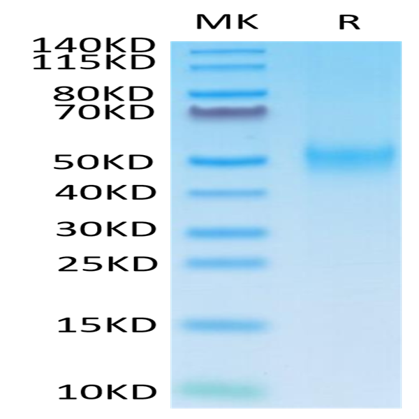 Mouse B7-1/CD80 Protein (B71-MM180)