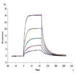 Cynomolgus B7-2/CD86 Protein (B72-CM186)