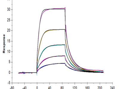 Cynomolgus B7-2/CD86 Protein (B72-CM186)