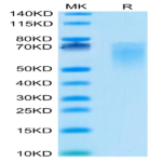 Cynomolgus B7-2/CD86 Protein (B72-CM186)