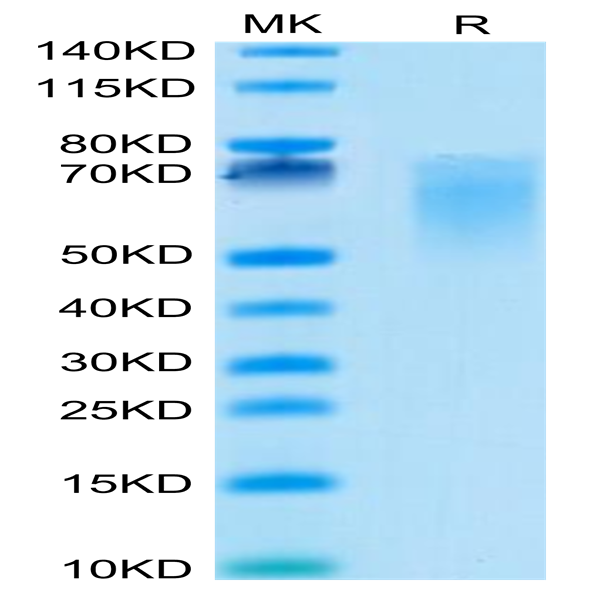 Cynomolgus B7-2/CD86 Protein (B72-CM186)