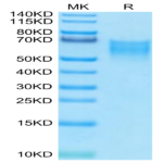 Biotinylated Human B7-2/CD86 Protein (B72-HM486B)