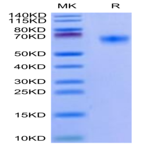 Mouse BACE-1 Protein (BAE-MM101)