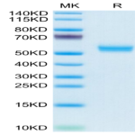 Cynomolgus BAFF/TNFSF13B/CD257 Trimer Protein (BAF-CM412)