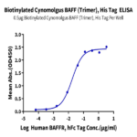 Biotinylated Cynomolgus BAFF/TNFSF13B/CD257 Trimer Protein (BAF-CM412B)