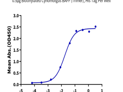 Biotinylated Cynomolgus BAFF/TNFSF13B/CD257 Trimer Protein (BAF-CM412B)