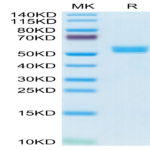 Biotinylated Cynomolgus BAFF/TNFSF13B/CD257 Trimer Protein (BAF-CM412B)