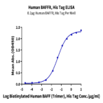 Human BAFFR/TNFRSF13C Protein (BAF-HM10R)