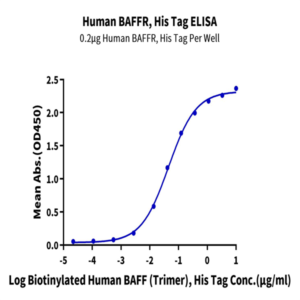 Human BAFFR/TNFRSF13C Protein (BAF-HM10R)