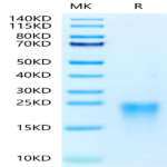 Human BAFFR/TNFRSF13C Protein (BAF-HM10R)