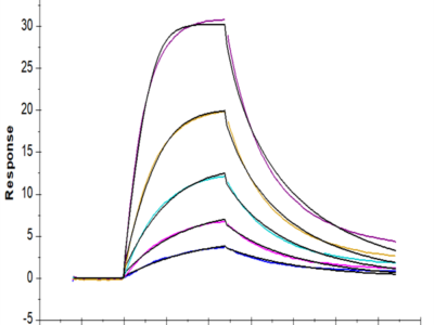 Human BAFF/TNFSF13B/CD257 Trimer Protein (BAF-HM112)