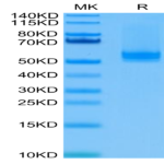 Human BAFF/TNFSF13B/CD257 Trimer Protein (BAF-HM112)
