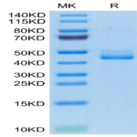 Human BAFFR/TNFRSF13C Protein (BAF-HM201)