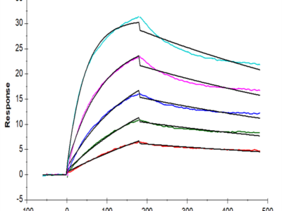 Human BAFF/TNFSF13B/CD257 Trimer Protein (BAF-HM213)