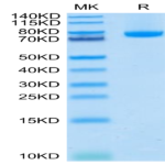Human BAFF/TNFSF13B/CD257 Trimer Protein (BAF-HM213)
