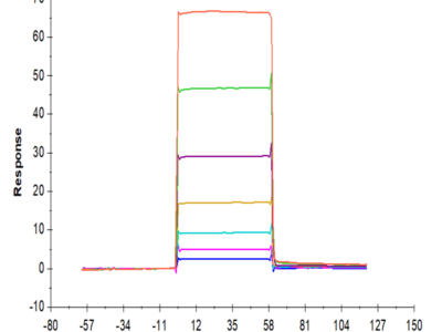 Human BAFF/TNFSF13B/CD257 Protein (BAF-HM214)