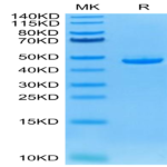 Human BAFF/TNFSF13B/CD257 Protein (BAF-HM214)
