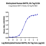 Biotinylated Human BAFFR/TNFRSF13C Protein (BAF-HM40RB)