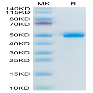 Mouse BAMBI Protein (BAM-MM201)