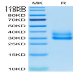 Cynomolgus/Rhesus macaque 4-1BB/TNFRSF9 Protein (BB4-CM141)