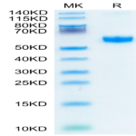 Human 4-1BB/TNFRSF9 Protein (BB4-HM541)