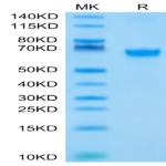 Biotinylated Human 4-1BB/TNFRSF9 Protein (BB4-HM541B)