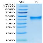 Mouse 4-1BB/TNFRSF9 Protein (BB4-MM141)