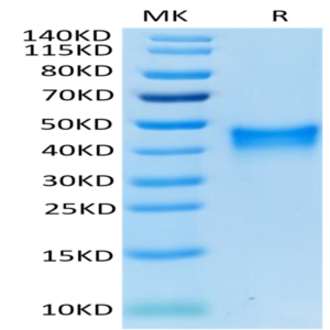 Mouse 4-1BB/TNFRSF9 Protein (BB4-MM141)