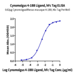 Cynomolgus 4-1BB Ligand/TNFSF9 Protein (BBL-CM241)