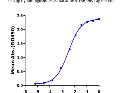 Cynomolgus 4-1BB Ligand/TNFSF9 Protein (BBL-CM241)