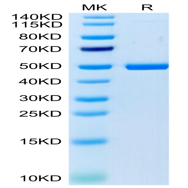 Cynomolgus 4-1BB Ligand/TNFSF9 Protein (BBL-CM241)