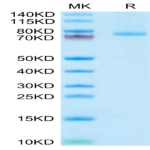 Human 4-1BB Ligand/TNFSF9 Trimer Protein (BBL-HM241)