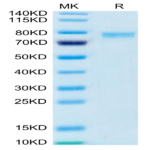 Biotinylated Human 4-1BB Ligand/TNFSF9 Trimer Protein (Primary Amine Labeling) (BBL-HM241B)
