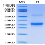 Cynomolgus BDCA-2 Protein (BCA-CM102)
