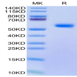 Cynomolgus BDCA-2 Protein (BCA-CM202)