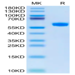 Cynomolgus BDCA-2 Protein (BCA-CM302)