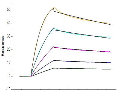 Human BDCA-2 Protein (BCA-HM102)