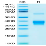 Human BDCA-2 Protein (BCA-HM102)