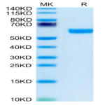 Human BDCA-2 Protein (BCA-HM202)
