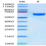 Human BDCA-2 Protein (BCA-HM302)