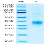 Biotinylated Human BDCA-2 Protein (BCA-HM402B)